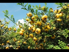 Παραγωγή χυμού