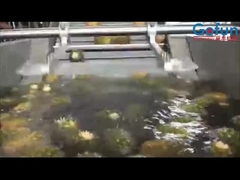 Υψηλής παραγωγικότητας γραμμή επεξεργασίας ανανά για συμπυκνωμένο χυμό και άλλα